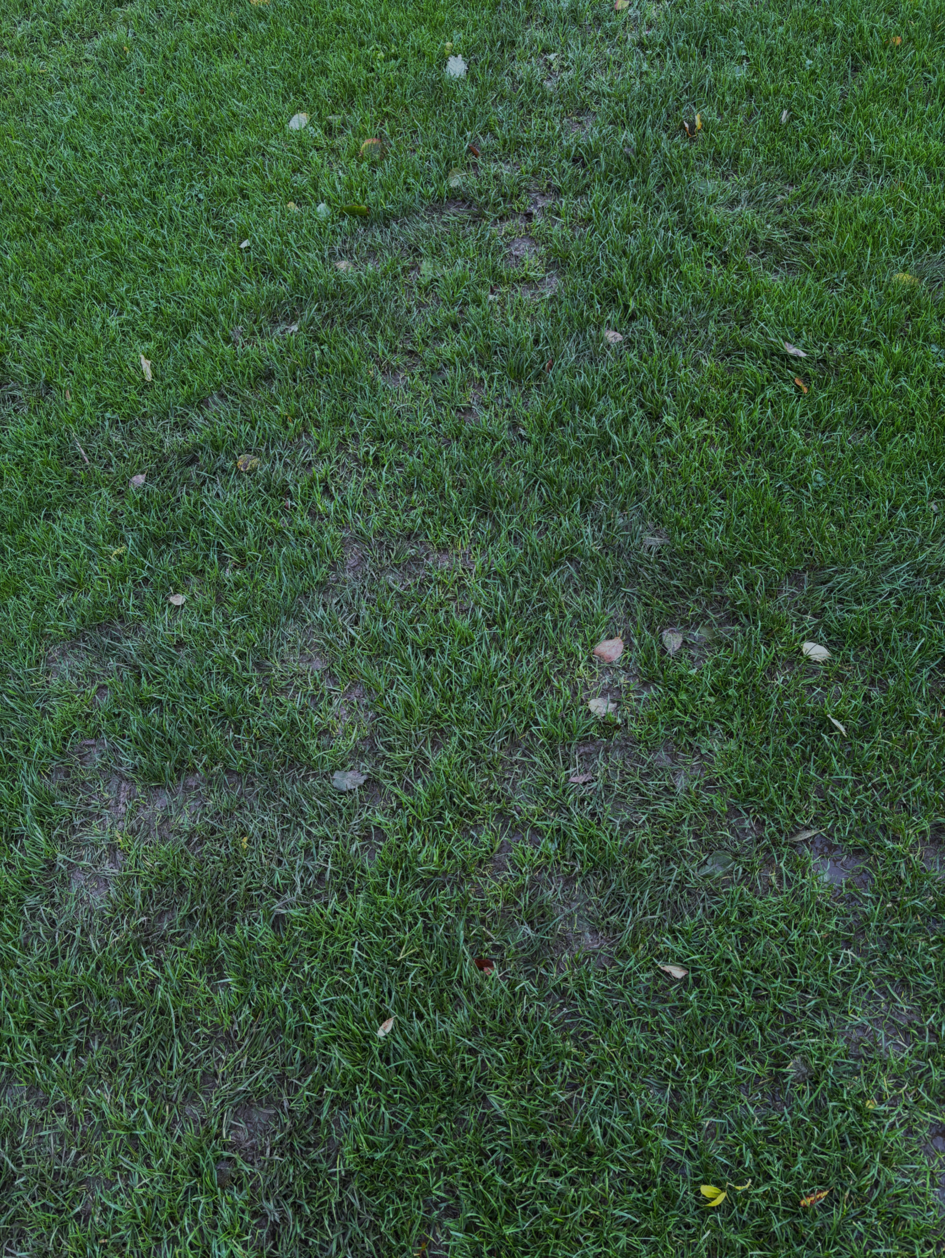 Du betrachtest gerade Das Wetter spielt nicht mit: Training mit Valdez muss verschoben werden